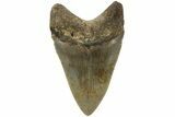 Fossil Megalodon Tooth - North Carolina #219425-1